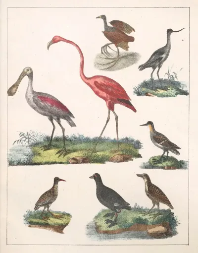 Natural History Galerya Obrazowa Zwierzat Czyli Historya Naturalna Pl 34