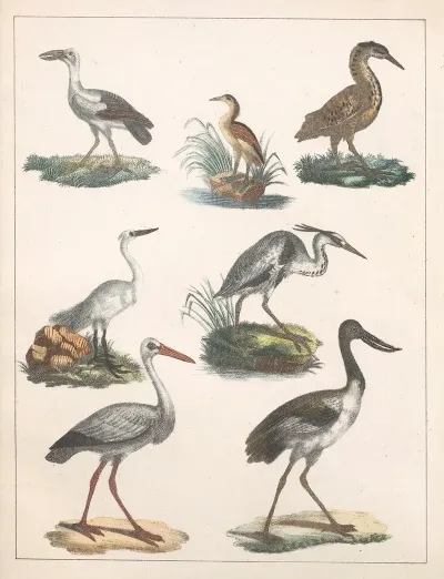 Natural History Galerya Obrazowa Zwierzat Czyli Historya Naturalna Pl 42