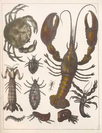 Natural History Galerya Obrazowa Zwierzat Czyli Historya Naturalna Pl 44