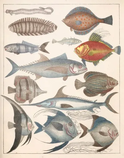 Natural History Galerya Obrazowa Zwierzat Czyli Historya Naturalna Pl 47