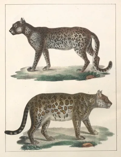 Natural History Galerya Obrazowa Zwierzat Czyli Historya Naturalna Pl 49