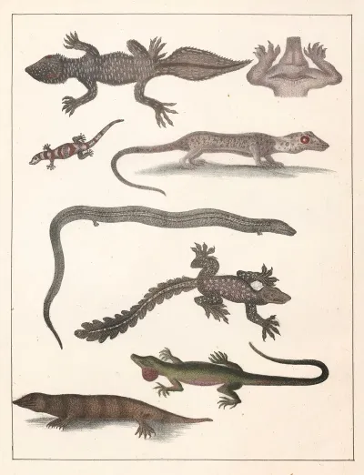 Natural History Galerya Obrazowa Zwierzat Czyli Historya Naturalna Pl 51