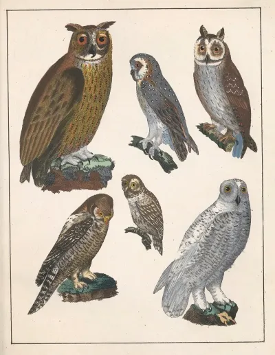 Natural History Galerya Obrazowa Zwierzat Czyli Historya Naturalna Pl 54