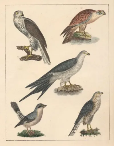 Natural History Galerya Obrazowa Zwierzat Czyli Historya Naturalna Pl 62