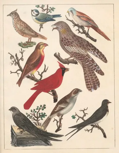 Natural History Galerya Obrazowa Zwierzat Czyli Historya Naturalna Pl 70