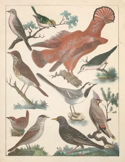 Natural History Galerya Obrazowa Zwierzat Czyli Historya Naturalna Pl 78