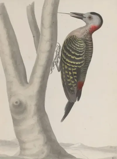 Natural History Of Saint Domingue Pl 019