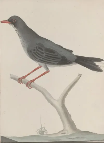 Natural History Of Saint Domingue Pl 023