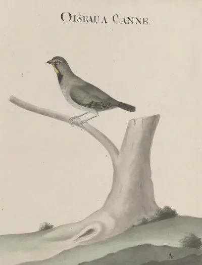 Natural History Of Saint Domingue Pl 026