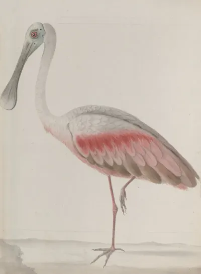Natural History Of Saint Domingue Pl 036
