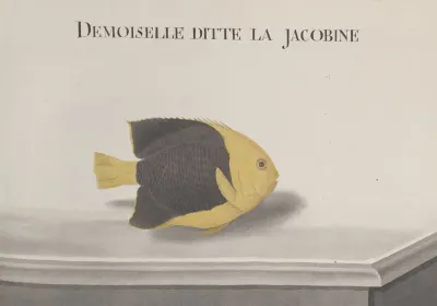 Natural History Of Saint Domingue Pl 091