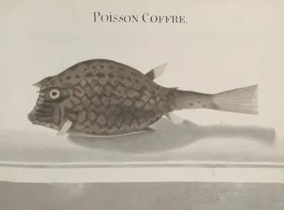 Natural History Of Saint Domingue Pl 100