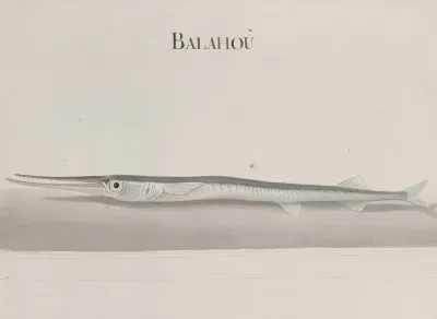 Natural History Of Saint Domingue Pl 104