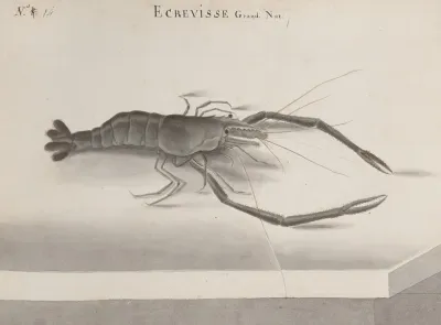 Natural History Of Saint Domingue Pl 132