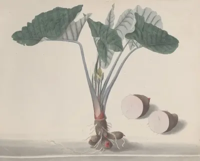 Natural History Of Saint Domingue Pl 156