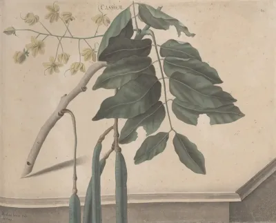 Natural History Of Saint Domingue Pl 162