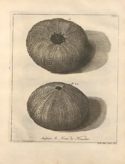 Naturalis Dispositio Echinodermatum Natural Arrangement Of Echinoderms Pl 01