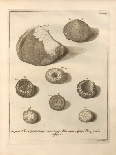 Naturalis Dispositio Echinodermatum Natural Arrangement Of Echinoderms Pl 08