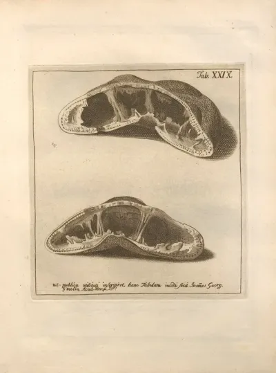 Naturalis Dispositio Echinodermatum Natural Arrangement Of Echinoderms Pl 30