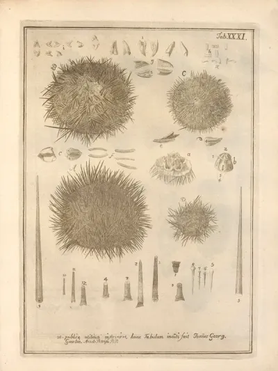 Naturalis Dispositio Echinodermatum Natural Arrangement Of Echinoderms Pl 32