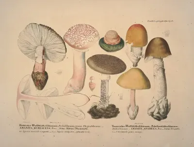 Naturgetreue Abblidungen Und Beschreibungen Der Essbaren Schädlichen Und Verdächtigen Schwämme Pl 10