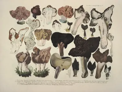 Naturgetreue Abblidungen Und Beschreibungen Der Essbaren Schädlichen Und Verdächtigen Schwämme Pl 21