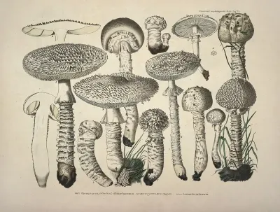 Naturgetreue Abblidungen Und Beschreibungen Der Essbaren Schädlichen Und Verdächtigen Schwämme Pl 27
