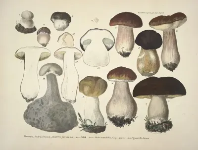 Naturgetreue Abblidungen Und Beschreibungen Der Essbaren Schädlichen Und Verdächtigen Schwämme Pl 31