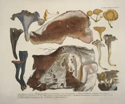 Naturgetreue Abblidungen Und Beschreibungen Der Essbaren Schädlichen Und Verdächtigen Schwämme Pl 46