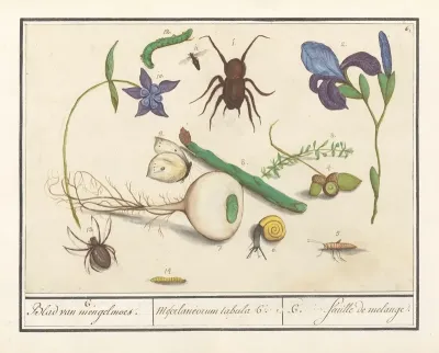 Natuurhistorische Ensemble Nr 6 6 Blad Van Mengelmoes Miscelaniorum Tabula 6 6 Feuille De Melange