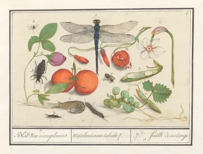 Natuurhistorische Ensemble Nr 7 7 Blad Van Mengelmoes Miscelaniorum Tabula 7 7 Feuille De Melange