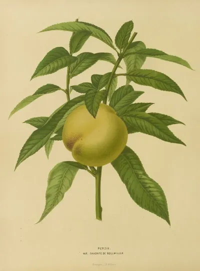 Nederlandsche Flora En Pomona Pl 09