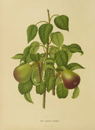 Nederlandsche Flora En Pomona Pl 11