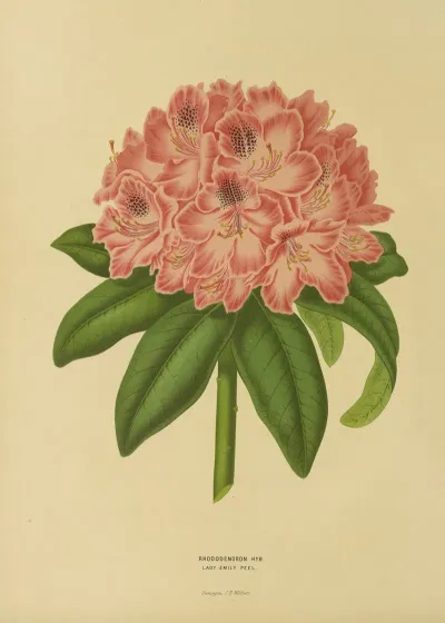 Nederlandsche Flora En Pomona Pl 14