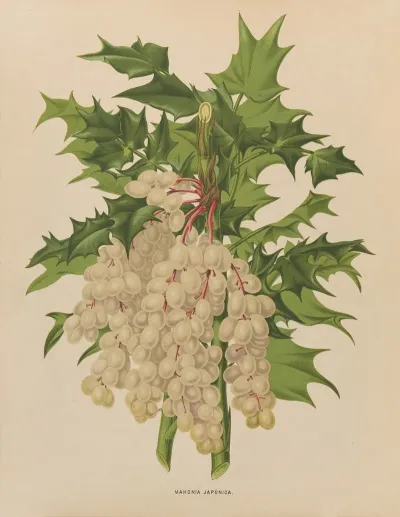Nederlandsche Flora En Pomona Pl 41
