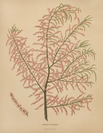 Nederlandsche Flora En Pomona Pl 56