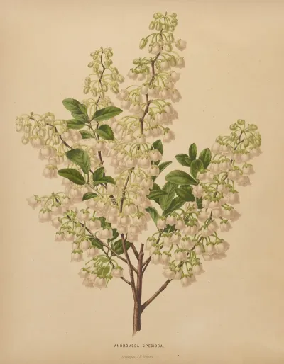Nederlandsche Flora En Pomona Pl 61