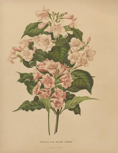 Nederlandsche Flora En Pomona Pl 74