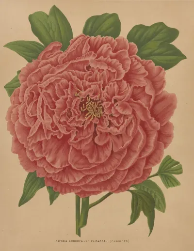 Nederlandsche Flora En Pomona Pl 81