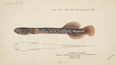 Neochanna Apoda Apoda