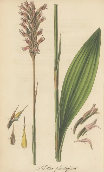Neottia Plantaginea