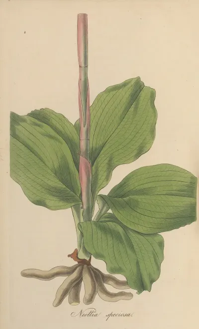 Neottia Speciosa