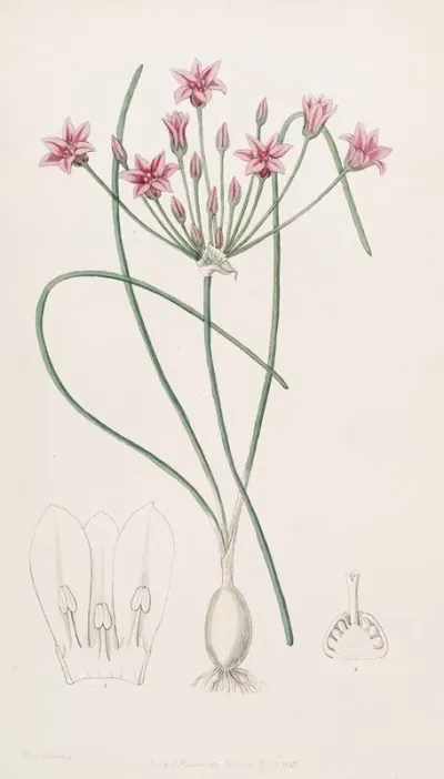 Nerine Leaved Caloscord