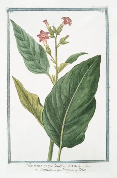 Nicotiana Major Latifolia Tabacco Nicotiane Ou Tabac Tobacco