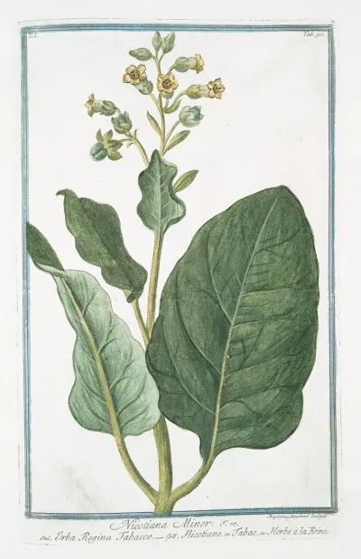 Nicotiana Minor Erba Regina Tabacco Nicotiane Ou Tabac Ou Herbe A La Rhine Tobacco