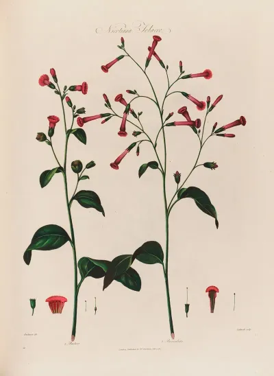 Nicotiana Tobacco
