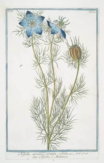 Nigella Arvensis Cornuta Nigella Melanzio Wild Fennel