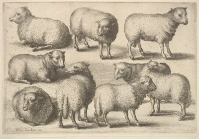 Nine Sheep 2
