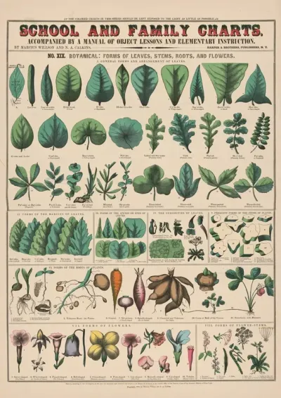 No XIX Botanical