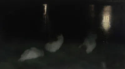 Nocturne Swans In The Saxon Garden In Warsaw At Night Sleeping Swans Swans At Night